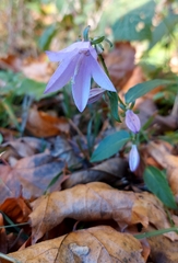 Campanula trachelium