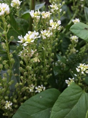 Cochlearia officinalis