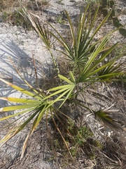 Serenoa repens