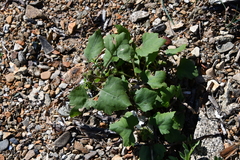 Xanthium orientale