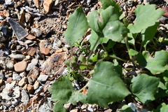 Xanthium orientale