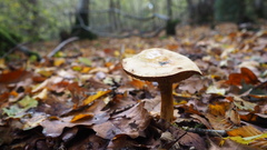 Infundibulicybe geotropa