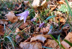 Campanula trachelium