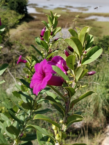 How to identify Argyreia cuneata (Willd.) Ker Gawl.