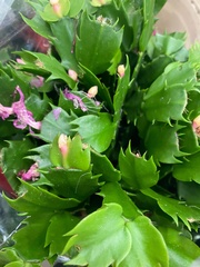 Schlumbergera