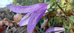 Campanula trachelium
