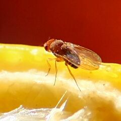 Drosophila immigrans