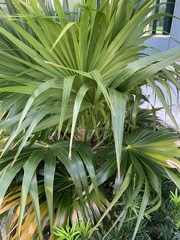 Thrinax radiata