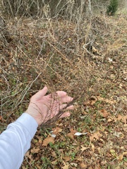 Eupatorium capillifolium