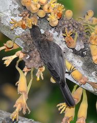 Myzomela obscura