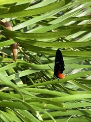 Eumaeus atala