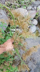 Mariscus longibracteatus image