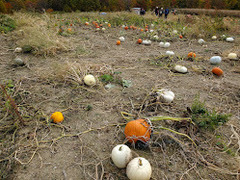Cucurbita maxima maxima