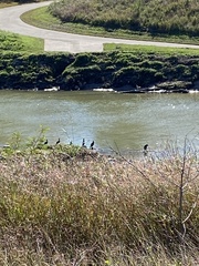 Nannopterum brasilianum