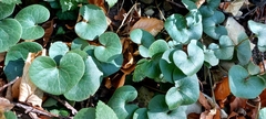 Asarum europaeum