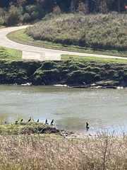 Nannopterum brasilianum