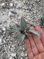 Penstemon immanifestus