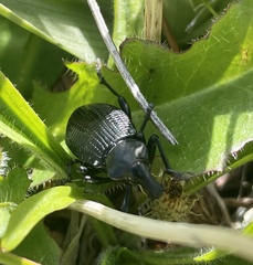 Cylydrorhinus