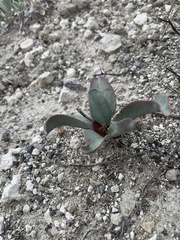 Penstemon immanifestus