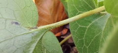 Asarum europaeum