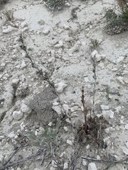 Penstemon immanifestus