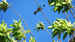 Tersina viridis