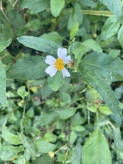 Bidens alba