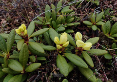Rhododendron aureum