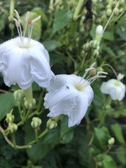 Ipomoea macdonaldii