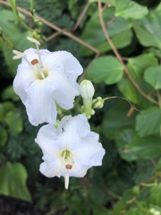 Ipomoea macdonaldii