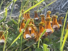 Calceolaria uniflora