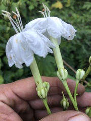 Ipomoea macdonaldii
