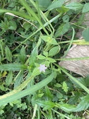 Richardia grandiflora