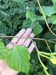 Ipomoea macdonaldii