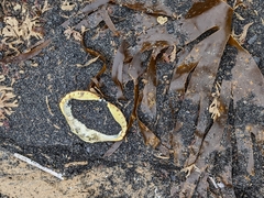 Saccorhiza polyschides