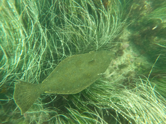 Paralichthys californicus