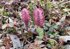 Salix arctica