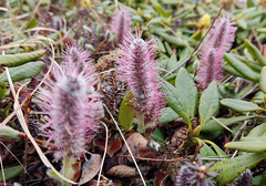 Salix arctica