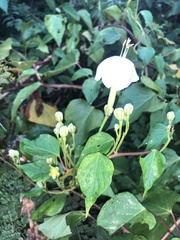 Ipomoea macdonaldii