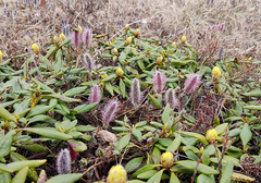 Salix arctica