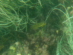 Heterostichus rostratus