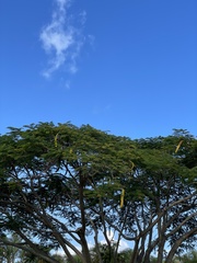Delonix regia