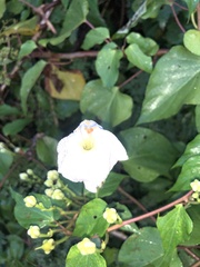 Ipomoea macdonaldii