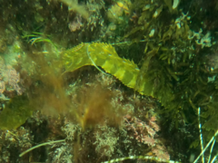 Heterostichus rostratus