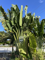 Ravenala madagascariensis