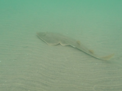 Pseudobatos productus