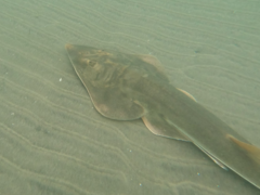 Pseudobatos productus