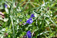 Scutellaria strigillosa