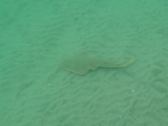 Pseudobatos productus