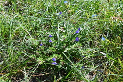 Scutellaria strigillosa
